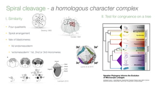 Cleavage patterns, fate maps and cell lineages… What can early ...