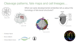 What can early developmental similarities tell us about the
homology of late larval structures?
Conklin 1897 Lambert 2010
Siewing 1969
Lyons et al 2015
Cleavage patterns, fate maps and cell lineages…
• Andreas Hejnol
• Bruno Vellutini
• Chema Martin-Duran
 