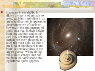  It appears in sea shells. It
allows the horns of animals to
grow, each horn spiraling in an
opposite direction. It appears in
the arrangement of seeds on
flowers, in the arrangement of
limbs on a tree, in their height
from one another, and in the
way they are arranged on the
stem at just the right angle to
catch the most light. Spirals of
one kind or another are found
from the smallest virus to the
largest galaxy. Where living
things must change size but
maintain the same shape, the
logarithmic spiral appears.
 
