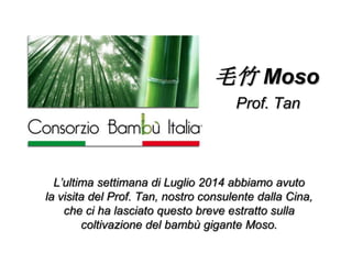毛竹 Moso
L’ultima settimana di Luglio 2014 abbiamo avuto
la visita del Prof. Tan, nostro consulente dalla Cina,
che ci ha lasciato questo breve estratto sulla
coltivazione del bambù gigante Moso.
Prof. Tan
 