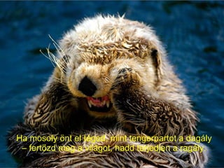 Mosoly Mosoly | PPS