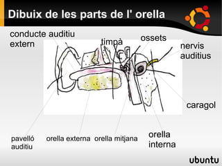 Dibuix de les parts de l' orella
pavelló orella externa orella mitjana
auditiu
caragol
nervis
auditius
ossetstimpà
conducte auditiu
extern
orella
interna
 