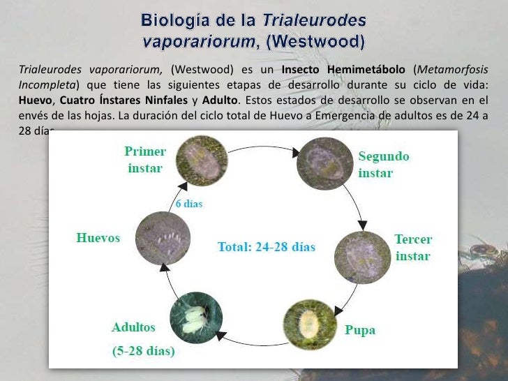 Mosquita blanca [trialeurodes vaporariorum, westwood]