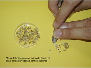 Alpiste triturado para ser colocado dentro da água, antes da vedação com fita isolante 