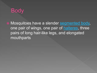 Mosquitoes have a slender segmented body,
one pair of wings, one pair of halteres, three
pairs of long hair-like legs, and elongated
mouthparts
 