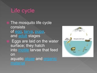  The mosquito life cycle
consists
of egg, larva, pupa,
and adult stages
 Eggs are laid on the water
surface; they hatch
into motile larvae that feed
on
aquatic algae and organic
material
 
