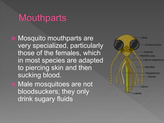  Mosquito mouthparts are
very specialized, particularly
those of the females, which
in most species are adapted
to piercing skin and then
sucking blood.
 Male mosquitoes are not
bloodsuckers; they only
drink sugary fluids
 
