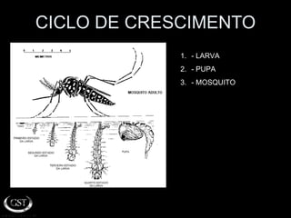 CICLO DE CRESCIMENTO - LARVA - PUPA - MOSQUITO 