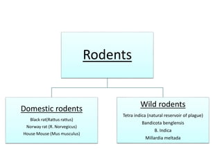 Rodents
Domestic rodents
Black rat(Rattus rattus)
Norway rat (R. Norvegicus)
House Mouse (Mus musculus)
Wild rodents
Tetra indica (natural reservoir of plague)
Bandicota benglensis
B. Indica
Millardia meltada
 