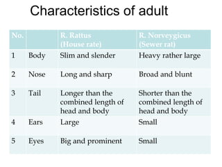 Characteristics of adult
No. R. Rattus
(House rate)
R. Norveygicus
(Sewer rat)
1 Body Slim and slender Heavy rather large
2 Nose Long and sharp Broad and blunt
3 Tail Longer than the
combined length of
head and body
Shorter than the
combined length of
head and body
4 Ears Large Small
5 Eyes Big and prominent Small
 