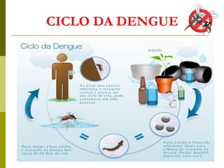 CICLO DA DENGUE
 