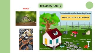 BREEDING HABITS
AEDES
ARTIFICIAL COLLECTION OF WATER
 