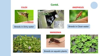 CULEX
Breeds in Dirty water
Contd.
Breeds in Clean water
ANOPHELES
Breeds on aquatic plants
MANSONIA
 