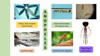 A
N
O
P
H
E
L
E
S
Single, Boat shaped
Lateral floats
Floats Horizontally
No Siphon tube
Spotted wings Inclined at 45 degrees
Palpi long in
both sexes
 