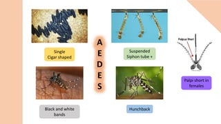 A
E
D
E
S
Single
Cigar shaped
Suspended
Siphon tube +
Black and white
bands
Hunchback
Palpi short in
females
 