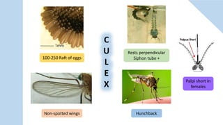 C
U
L
E
X
100-250 Raft of eggs
Rests perpendicular
Siphon tube +
Non-spotted wings Hunchback
Palpi short in
females
 