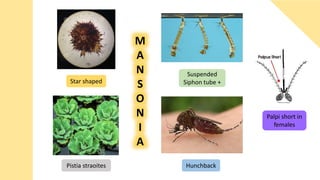 M
A
N
S
O
N
I
A
Star shaped
Suspended
Siphon tube +
Pistia straoites Hunchback
Palpi short in
females
 