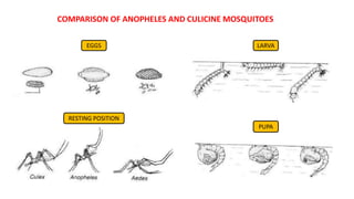 COMPARISON OF ANOPHELES AND CULICINE MOSQUITOES
EGGS
RESTING POSITION
PUPA
LARVA
 