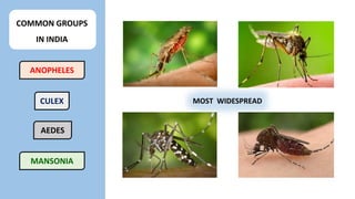 MOST WIDESPREAD
COMMON GROUPS
IN INDIA
ANOPHELES
CULEX
MANSONIA
AEDES
 