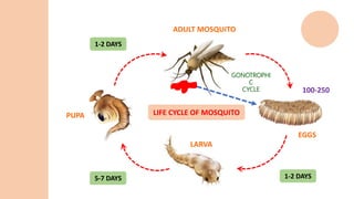 100-250
LIFE CYCLE OF MOSQUITO
ADULT MOSQUITO
EGGS
LARVA
PUPA
GONOTROPHI
C
CYCLE
1-2 DAYS
1-2 DAYS
5-7 DAYS
 