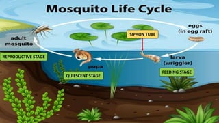 FEEDING STAGE
QUIESCENT STAGE
REPRODUCTIVE STAGE
SIPHON TUBE
 