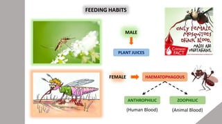 FEEDING HABITS
FEMALE HAEMATOPHAGOUS
ANTHROPHILIC ZOOPHILIC
MALE
PLANT JUICES
(Human Blood) (Animal Blood)
 