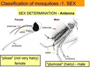 SEX DETERMINATION - Antenna
Classification of mosquitoes -1. SEX
"plumose" (hairy) - male
"pilose" (not very hairy)
female
 
