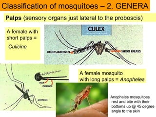 Palps (sensory organs just lateral to the proboscis)
Classification of mosquitoes – 2. GENERA
A female mosquito
with long palps = Anopheles
A female with
short palps =
Culicine
Anopheles mosquitoes
rest and bite with their
bottoms up @ 45 degree
angle to the skin
 