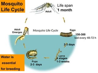 Life span
1 month
150-300
laid every 48-72 h
4 stages
1-3 weeks
2-3 days
2-3 days
Mosquito
Life Cycle
Water is
essential
for breeding
 