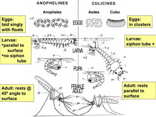 Eggs:
laid singly
with floats
Eggs:
in clusters
Larvae:
parallel to
surface
no siphon
tube
Larvae:
siphon tube +
Adult: rests @
45º angle to
surface
Adult: rests
parallel to
surface
 