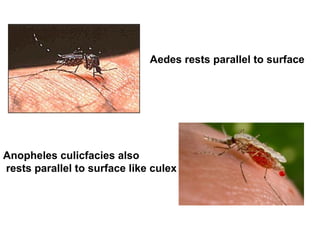 Aedes rests parallel to surface
Anopheles culicfacies also
rests parallel to surface like culex
 