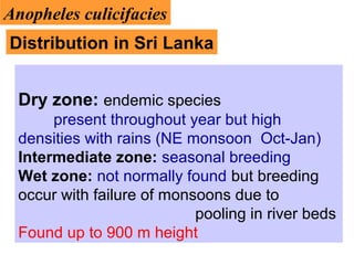 Dry zone: endemic species
present throughout year but high
densities with rains (NE monsoon Oct-Jan)
Intermediate zone: seasonal breeding
Wet zone: not normally found but breeding
occur with failure of monsoons due to
pooling in river beds
Found up to 900 m height
Distribution in Sri Lanka
Anopheles culicifacies
 