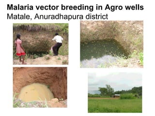 Malaria vector breeding in Agro wells
Matale, Anuradhapura district
 