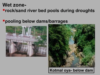 Wet zone-
rock/sand river bed pools during droughts
pooling below dams/barrages
Kotmal oya- below dam
 