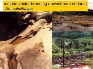 malaria vector breeding downstream of dams
-An. culicifacies
 