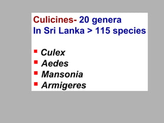 Culicines- 20 genera
In Sri Lanka > 115 species
 Culex
 Aedes
 Mansonia
 Armigeres
 