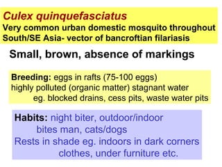 Culex quinquefasciatus
Very common urban domestic mosquito throughout
South/SE Asia- vector of bancroftian filariasis
Small, brown, absence of markings
Breeding: eggs in rafts (75-100 eggs)
highly polluted (organic matter) stagnant water
eg. blocked drains, cess pits, waste water pits
Habits: night biter, outdoor/indoor
bites man, cats/dogs
Rests in shade eg. indoors in dark corners
clothes, under furniture etc.
 