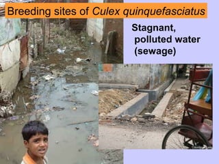 Breeding sites of Culex quinquefasciatus
Stagnant,
polluted water
(sewage)
 