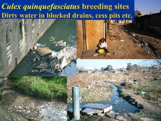 Culex quinquefasciatus breeding sites
Dirty water in blocked drains, cess pits etc.
 