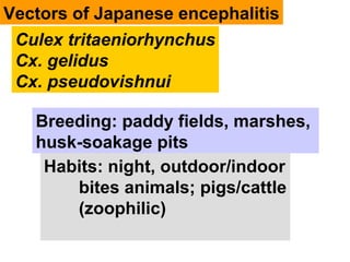 Culex tritaeniorhynchus
Cx. gelidus
Cx. pseudovishnui
Breeding: paddy fields, marshes,
husk-soakage pits
Habits: night, outdoor/indoor
bites animals; pigs/cattle
(zoophilic)
Vectors of Japanese encephalitis
 