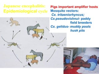 Japanese encephalitis:
Epidemiological cycle
Pigs important amplifier hosts
Mosquito vectors:
Cx. tritaeniorhyncus;
Cx.pseudovishnui- paddy
field breeders
Cx. gelidus- muddy pools
husk pits
 