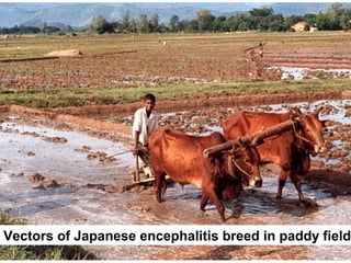 Vectors of Japanese encephalitis breed in paddy field
 