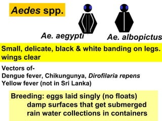 Aedes spp.
Ae. aegypti Ae. albopictus
Small, delicate, black & white banding on legs.
wings clear
Vectors of-
Dengue fever, Chikungunya, Dirofilaria repens
Yellow fever (not in Sri Lanka)
Breeding: eggs laid singly (no floats)
damp surfaces that get submerged
rain water collections in containers
 