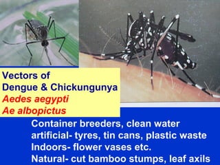 Vectors of
Dengue & Chickungunya
Aedes aegypti
Ae albopictus
Container breeders, clean water
artificial- tyres, tin cans, plastic waste
Indoors- flower vases etc.
Natural- cut bamboo stumps, leaf axils
 