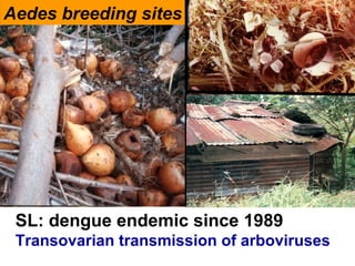 SL: dengue endemic since 1989
Transovarian transmission of arboviruses
Aedes breeding sites
 