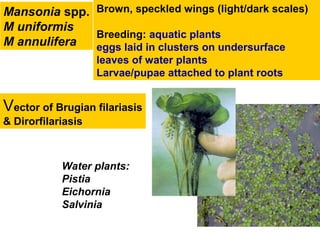Vector of Brugian filariasis
& Dirorfilariasis
Water plants:
Pistia
Eichornia
Salvinia
Mansonia spp.
M uniformis
M annulifera
Brown, speckled wings (light/dark scales)
Breeding: aquatic plants
eggs laid in clusters on undersurface
leaves of water plants
Larvae/pupae attached to plant roots
 
