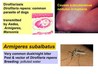 Armigeres subalbatus
Very common dusk/night biter
Pest & vector of Dirofilaria repens
Breeding: polluted water
Dirofilariasis
Dirofilaria repens: common
parasite of dogs
transmitted
by Aedes,
Armigeres,
Mansonia
Causes subcutaneous
nodules in humans
 