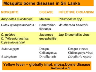 Aedes aegypti Dengue Dengue viruses
Chikungunya Chikungunya virus
A.albopictus Dirofilariasis Dirofilaria repens
Mosquito borne diseases in Sri Lanka
MOSQUITO DISEASE INFECTIVE ORGANISM
Anopheles culicifacies Malaria Plasmodium spp.
Culex quinquefasciatus Bancroftian Wucheraria bancrofti
filariasis
C. gelidus Japanese Jap Encephalitis virus
C. Tritaeniorynchus encephalitis
C.pseudovishnui
Yellow fever – globally impt. mosq.borne disease
Not found in SL
 