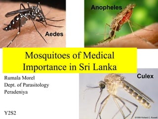 Rumala Morel
Dept. of Parasitology
Peradeniya
Y2S2
Mosquitoes of Medical
Importance in Sri Lanka
Aedes
Anopheles
Culex
 