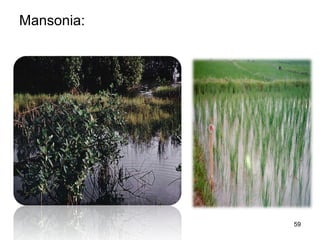 Marabunta Insect Mosquitoes | PPT